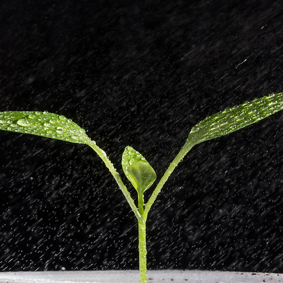 Photograph showing rain falling on a young seedling with two true leaves outstretched. Droplets of water form on the leaves. The seeding is photographed against a black background