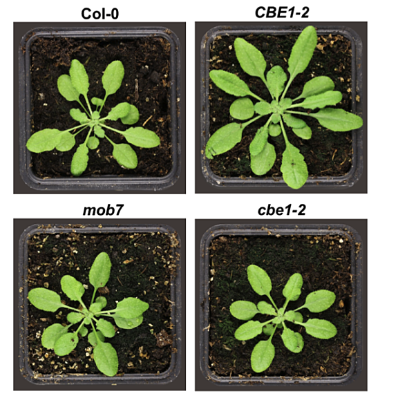 Example figure from George et al (2022) showing 4 Arabidopis plants with the designations Col-0, CBE1-2, mob7, cbe1-2