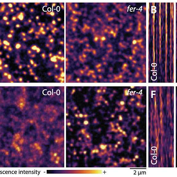 Figure from Gronnier et al (2022)