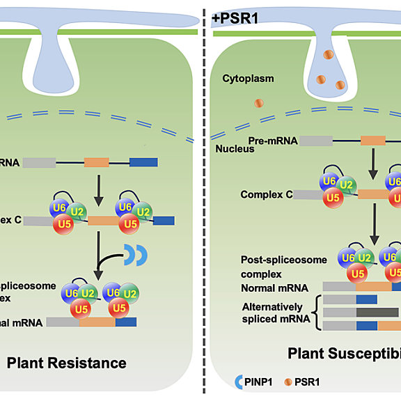 Figure from Gui et al (2022)