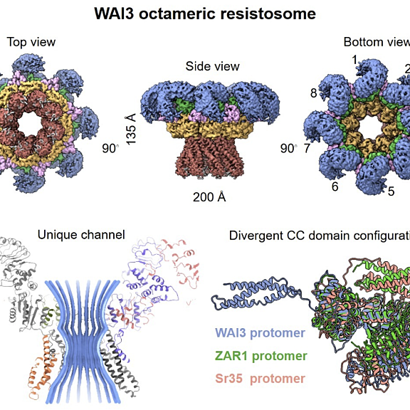 WAI3 octameric resistosome