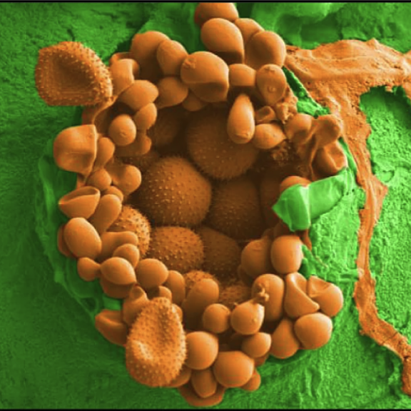 Figure from Gupta et al (2023)