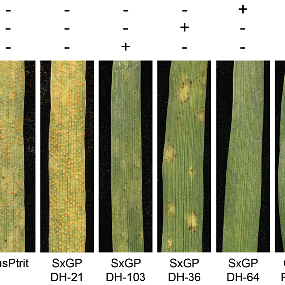 Figure from Holden et al (2021)