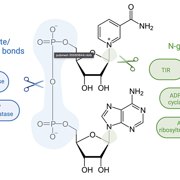 Figure from Hulin & Ma (2022)