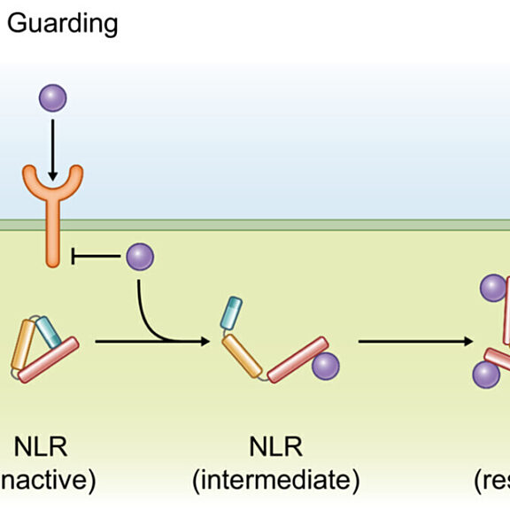 Figure from Kourelis (2023)