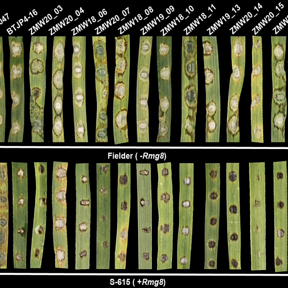 Figure from Latorre et al (2022)