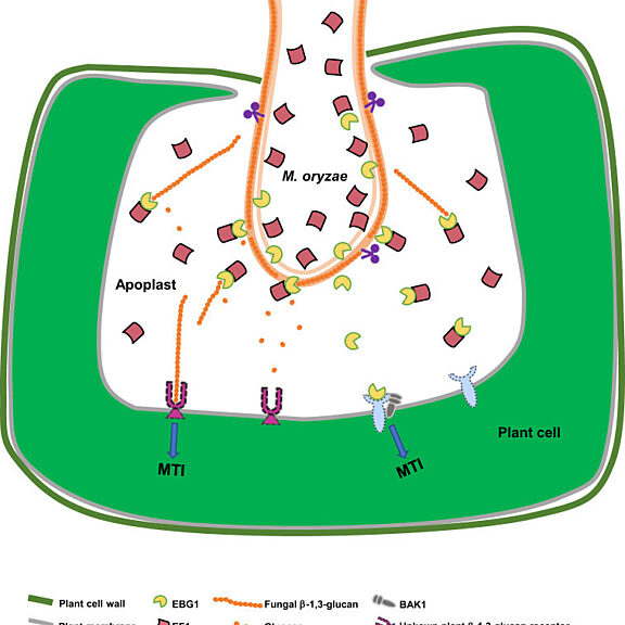 Figure from Liu et al (2023)