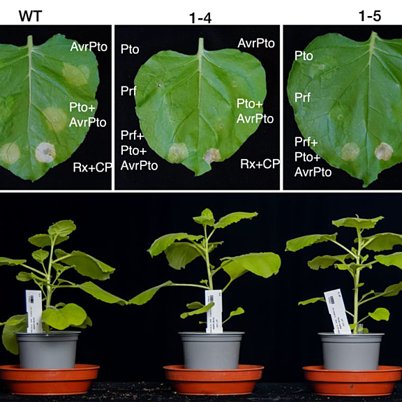 CRISPR/Cas9 generated prf mutant lines do not respond to AvrPto or Pto/AvrPto.