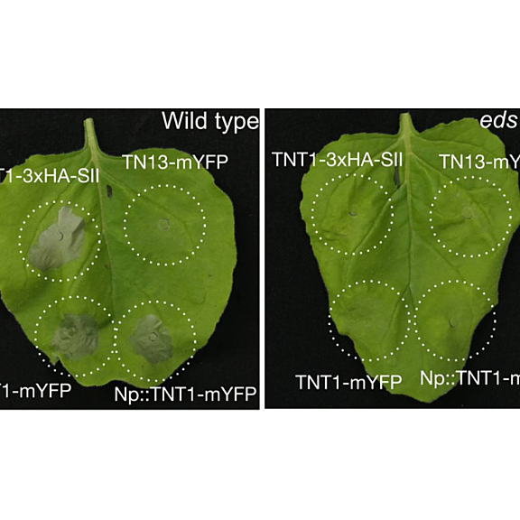 Transient expression of TNT1 in N. benthamiana induces a cell death response that depends on NbEDS1, NbSAG101b and NbNRG1