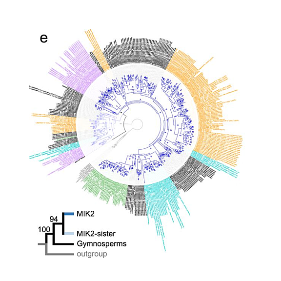 Phylogeny of MIK2-clade genes in plants of different orders