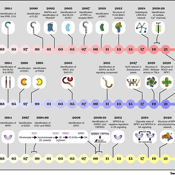 Historical timeline of discoveries in pattern recognition receptor (PRR)-, nucleotide-binding domain, leucine-rich-repeat containing receptor (NLR)-, and salicylic acid (SA)-mediated immunity