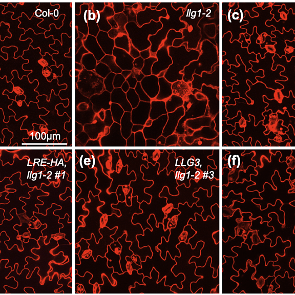 Figure from Noble et al (2022)