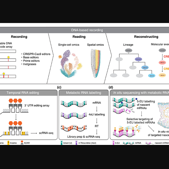 Temporal resolution in single-cell and spatial omics.