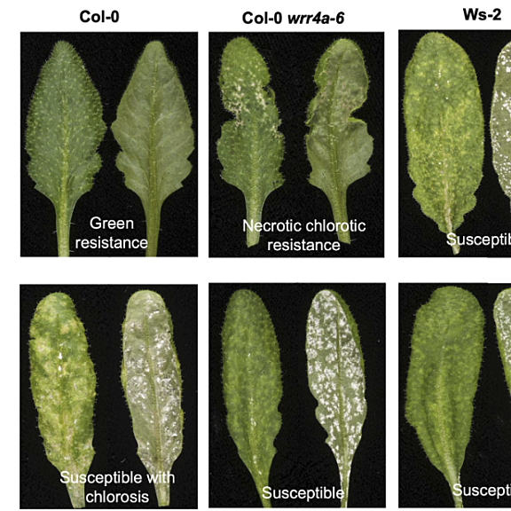 Figure from Redkar et al (2022)