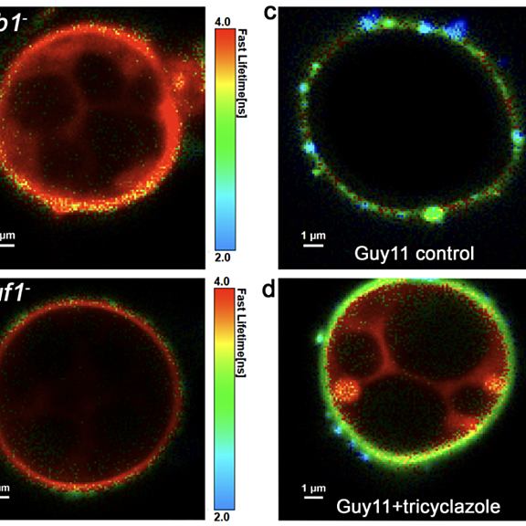 Figure from Ryder et al (2022)