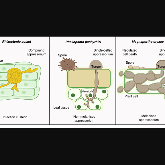 Appressorium-mediated infection of plants by fungal pathogens