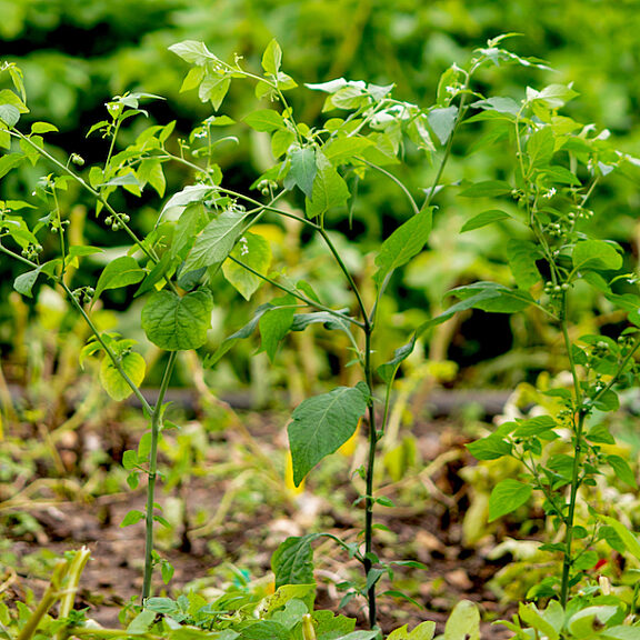 Photograph of Solanum americanum plants