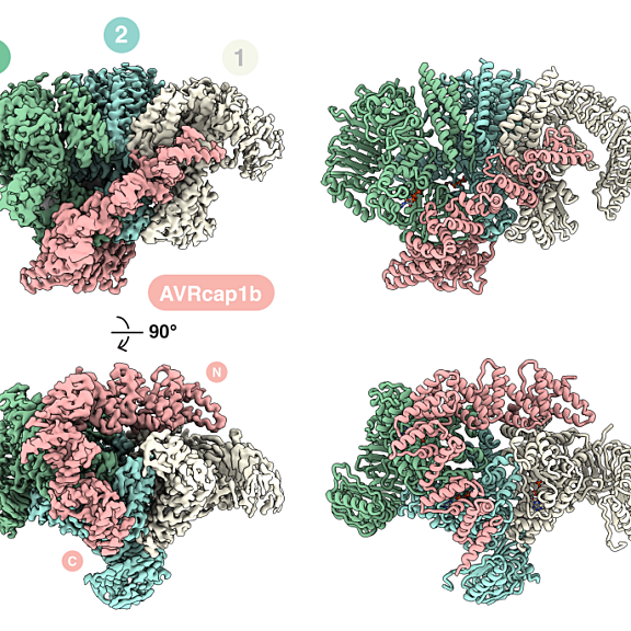 Composite cryo-EM density map (left) and the corresponding atomic model  (right) of the SlNRC3-AVRcap1b complex, shown in two orientations