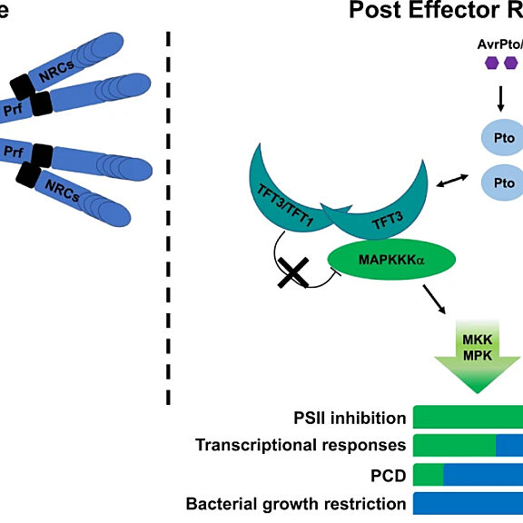 Figure from Sheikh et al (2023)