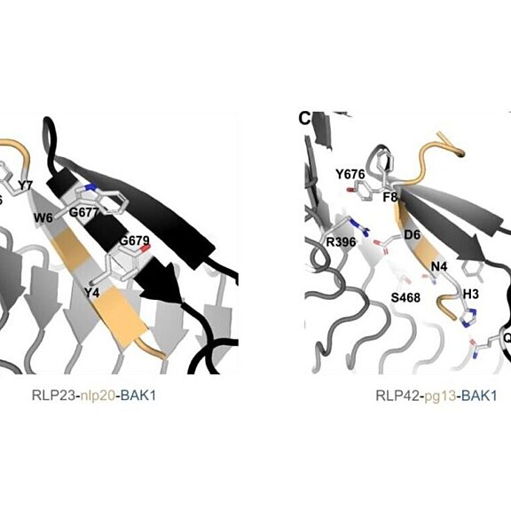 Structural representations of the tripartite complexes of RLP23-nlp20-BAK1 and RLP42-pg13-BAK1