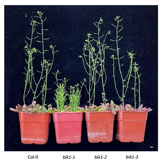 The bik1-1 mutant but not bik1-2 nor bik1-3 shows growth arrest and autoimmunity