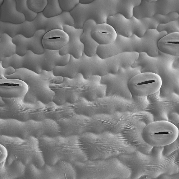 Cryo-SEM image showing stomata on the surface of a yarrow leaf. Photo Credit: Kim Findlay, John Innes Centre BioImaging Facility.