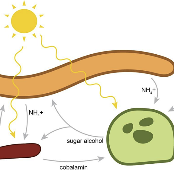Figure from Tagirdzhanova et al (2023)