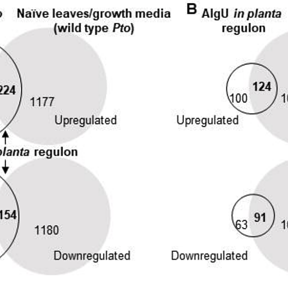Figure from Wang et al (2021)