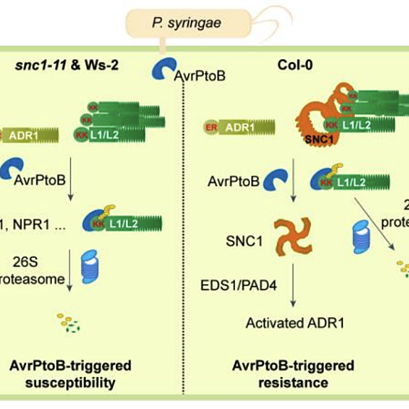 Figure from Wang et al (2023)