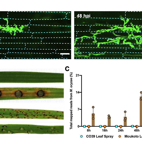 Figure from Yan et al (2022)