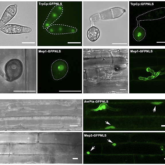 Figure from Yan et al (2023)