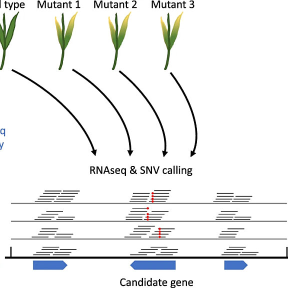 Figure from Yu et al (2022)