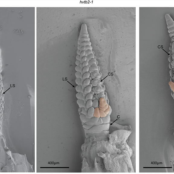 Figure from de Souza et al (2022)