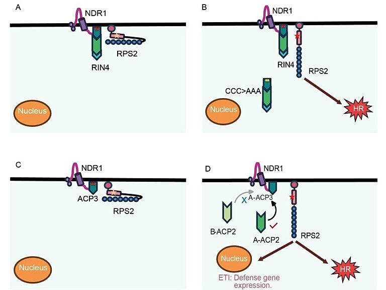 Model of RPS2 resting, pre-activation and activation complexes