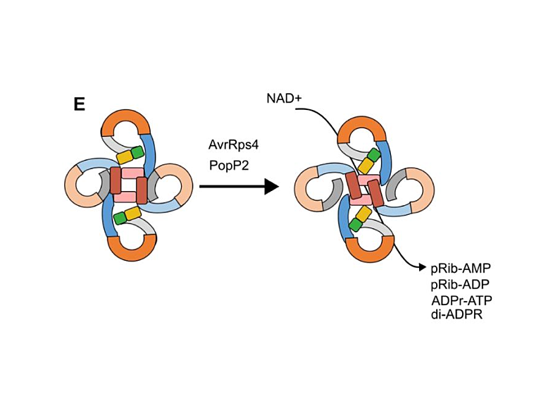 Schematic diagram for activation mechanism of RRS1/RPS4 complex