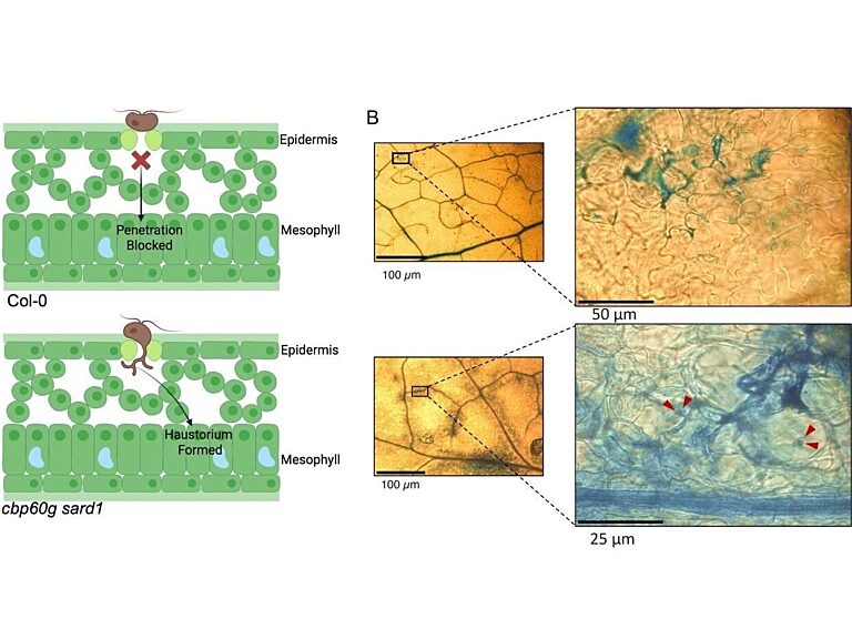 CBP60g and SARD1 mediate epidermis-specific immunity that Albugo candida entry