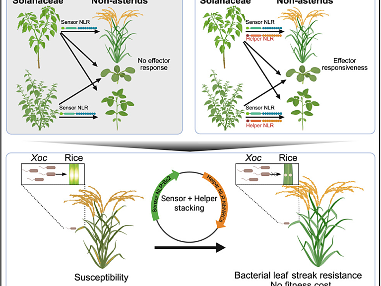 Interfamily co-transfer of sensor and helper NLRs extends immune receptor functionality between angiosperms
