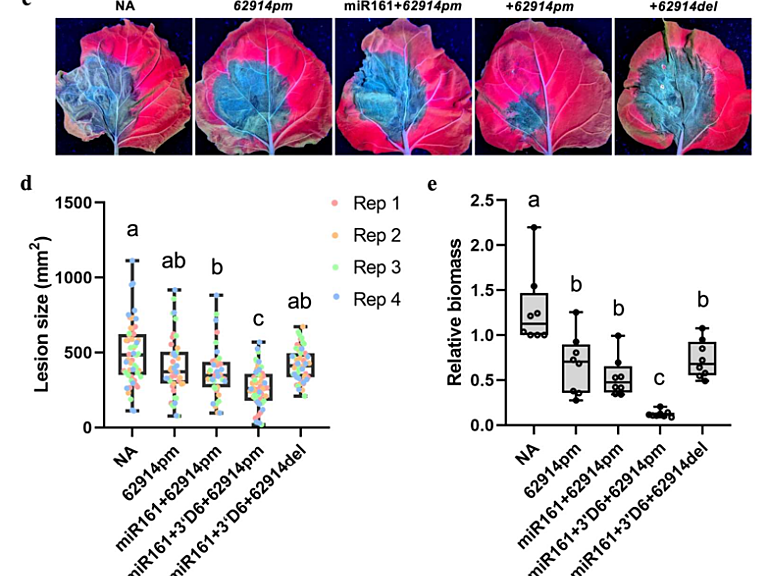 Ectopic expression of a PPR-siRNA-producing cassette in N. benthamiana enabled siRNA accumulation and enhanced resistance to P. capsici.