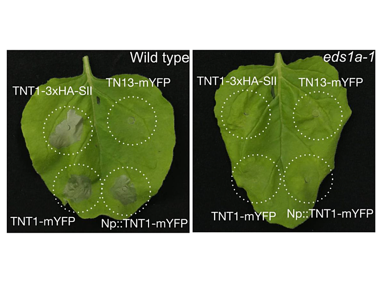 Transient expression of TNT1 in N. benthamiana induces a cell death response that depends on NbEDS1, NbSAG101b and NbNRG1