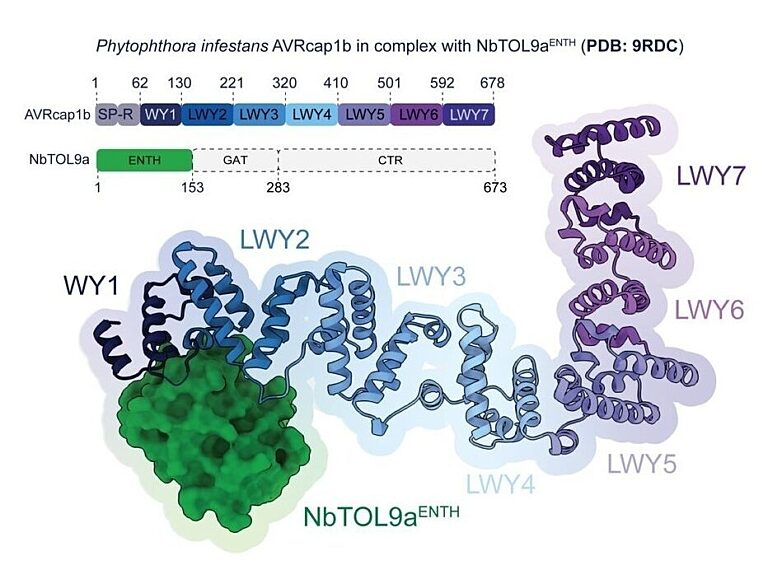 Overall structure of P. infestans AVRcap1b bound to the ENTH domain of NbTOL9a