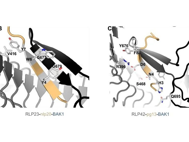 Structural representations of the tripartite complexes of RLP23-nlp20-BAK1 and RLP42-pg13-BAK1