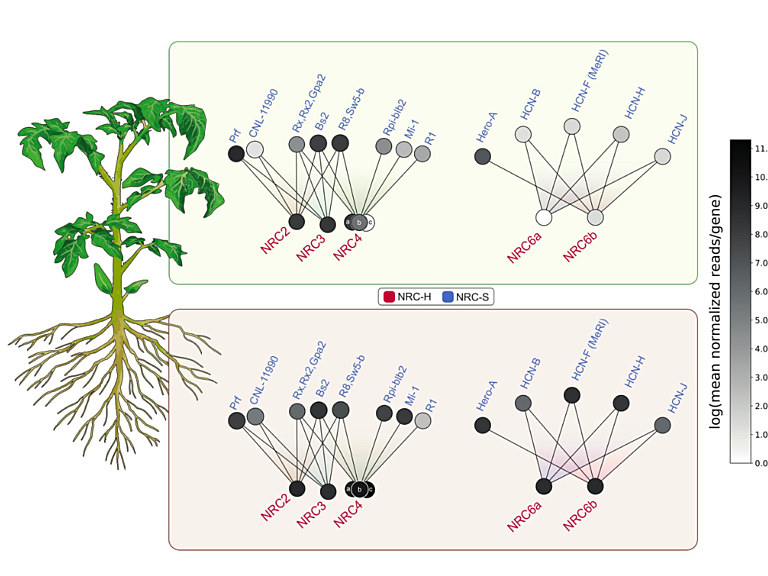 Diagram of root NLR network