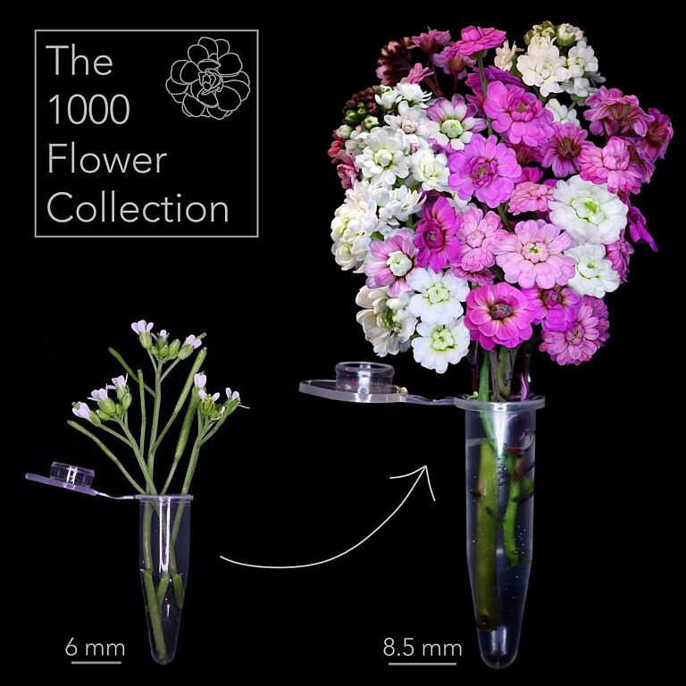 a tiny bouquet of arabidopsis pink and white flowers in an eppendorf tube
