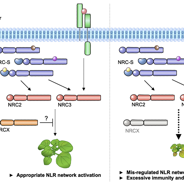 Figure from Adachi et al 2021
