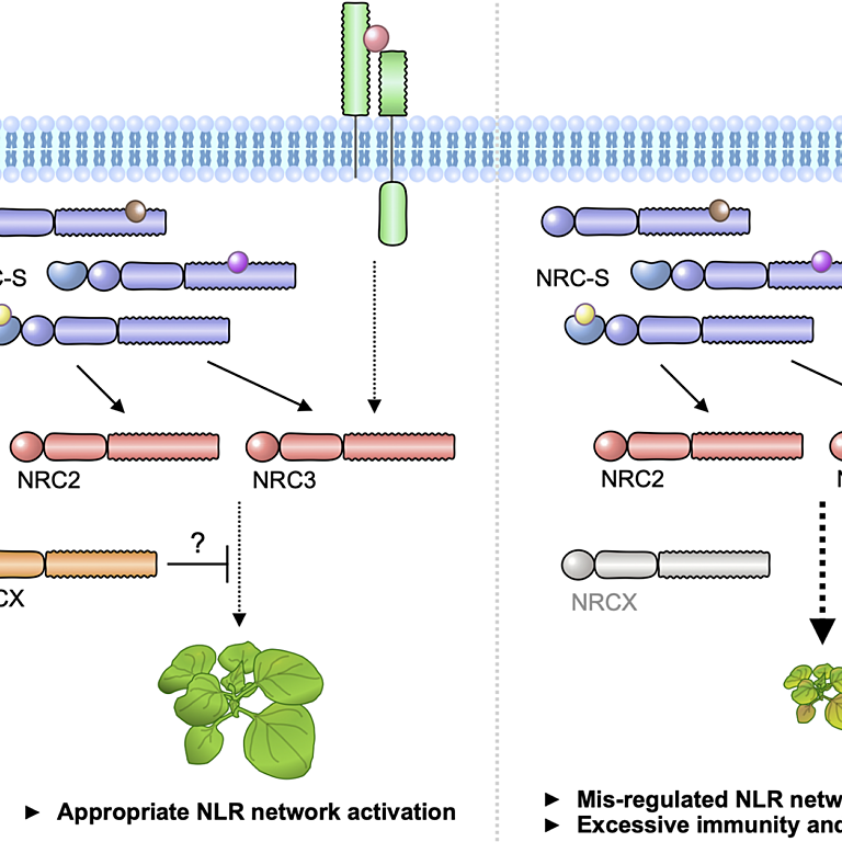 Figure from Adachi et al (2023)