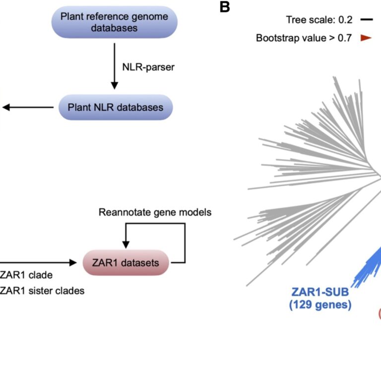 Figure from Adachi et al (2023)