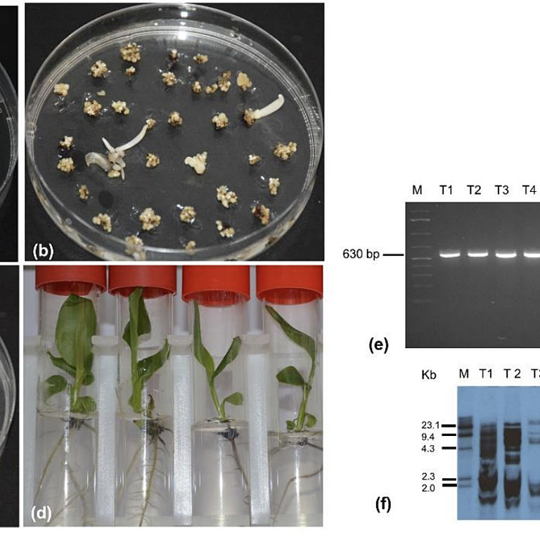 Figure from Adero et al (2023)