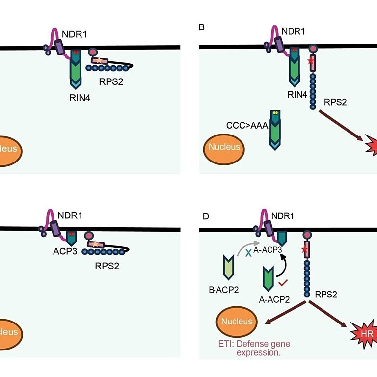 Model of RPS2 resting, pre-activation and activation complexes