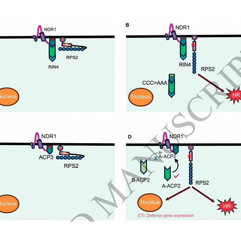 Afzal etal 2026 Plant Cell