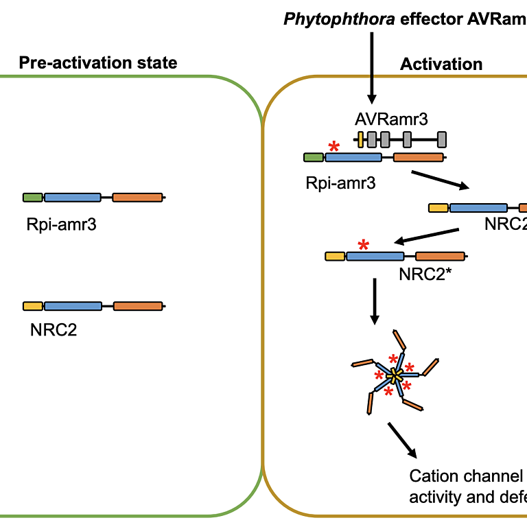 Figure from Ahn et al (2022)